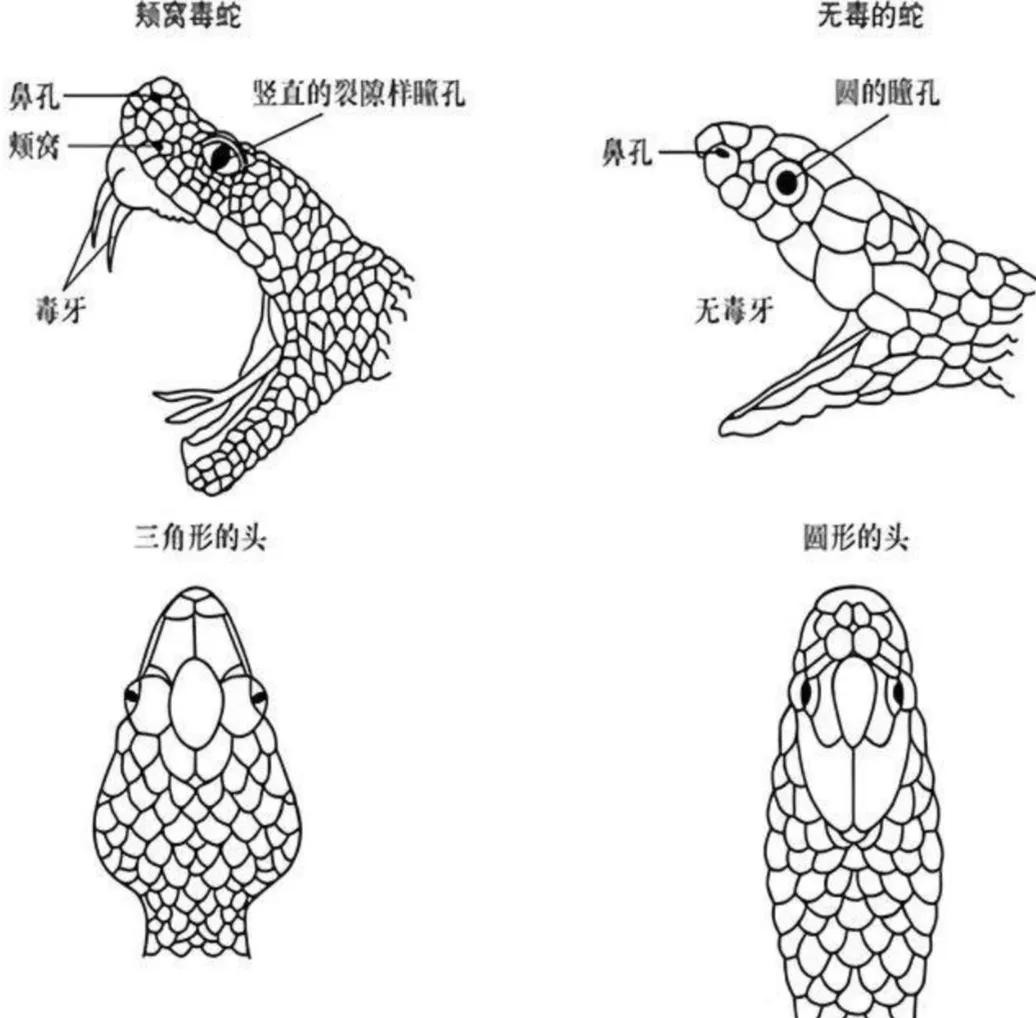 广西老汉惹怒眼镜王蛇,两招捡回一条命,路遇毒蛇该如何自救?