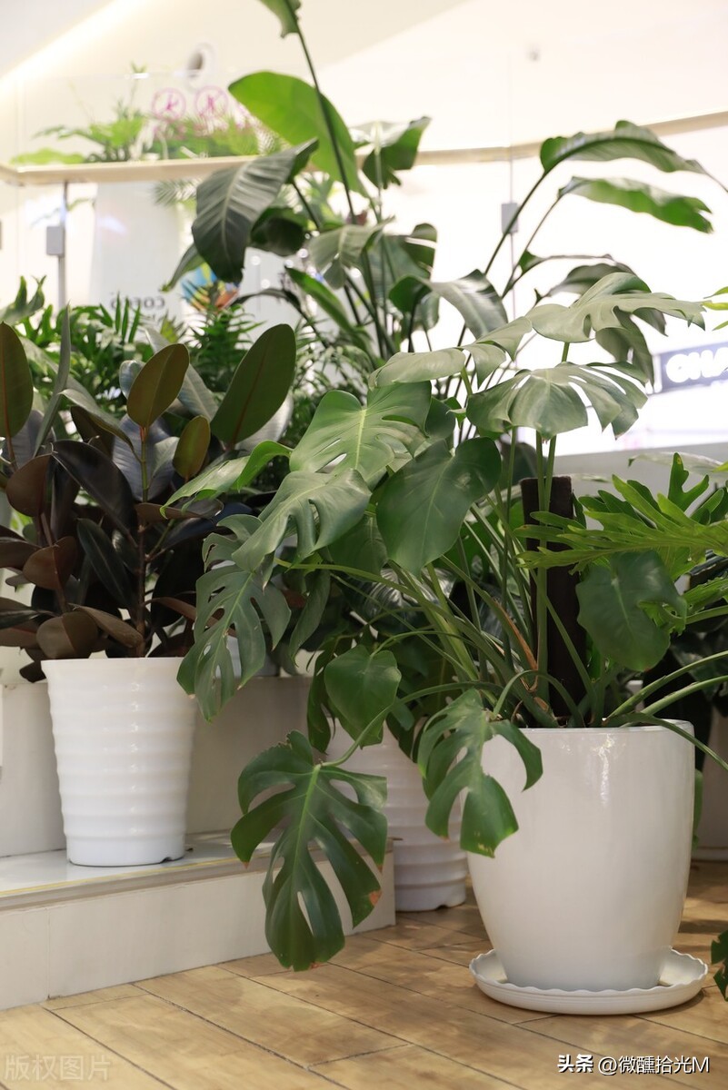 客厅摆放什么绿植好看又好养,客厅最适宜摆放的绿植