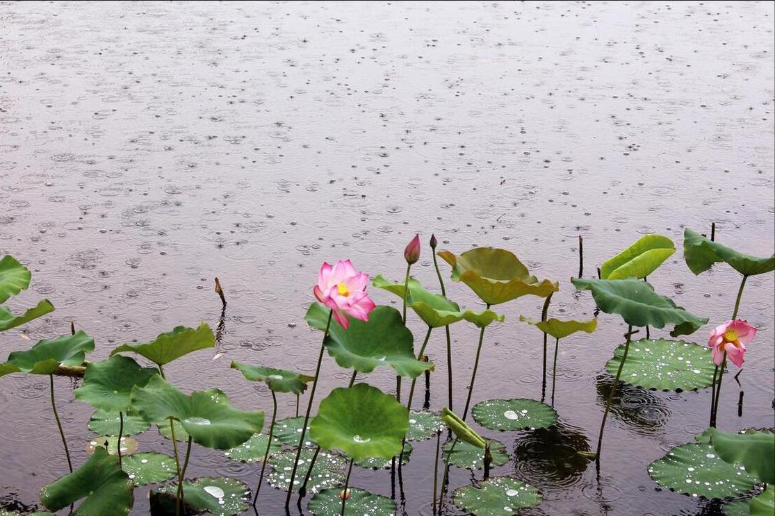 夏至数伏从哪天开始,6月21日11时32分迎来夏至节气