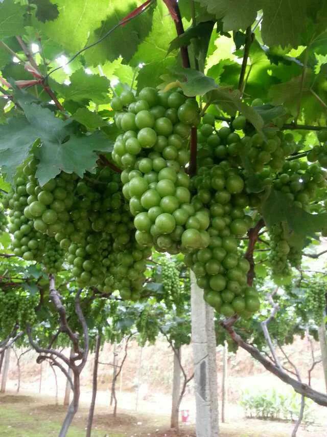 我老爸这个憨老头