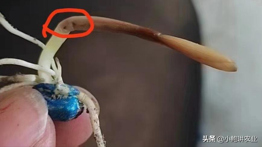 玉米冻害药害怎么办,玉米冷害会死苗吗