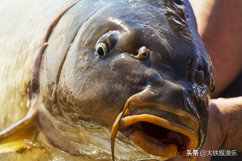 南方的鲤鱼跟北方的鲤鱼有啥区别,北方的鲤鱼和南方的区别