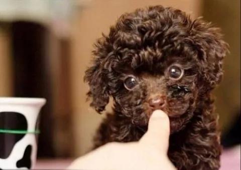 撕裂般的痛楚，一只狗的离去，它用生命教会了我很多