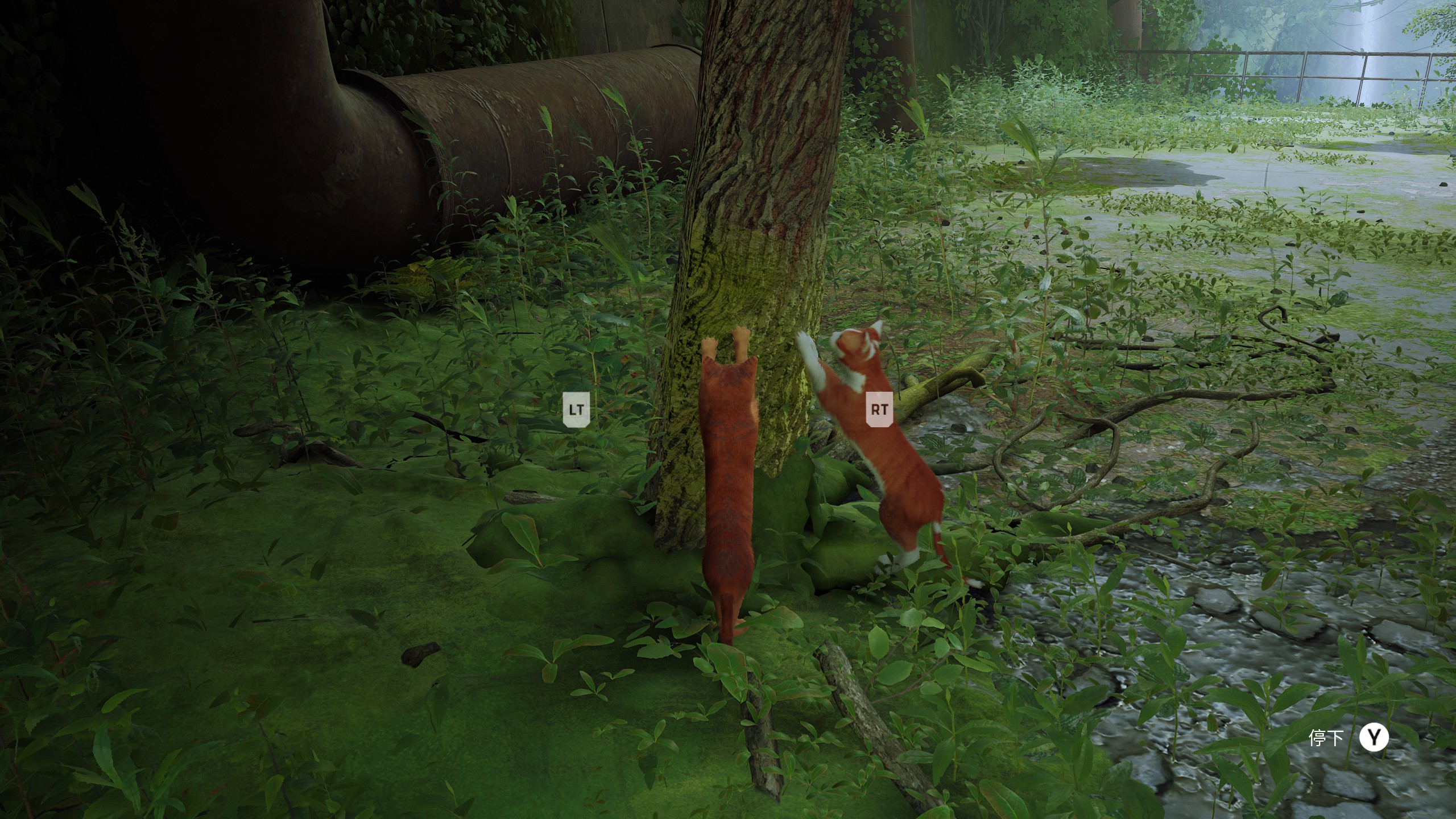 stray新游戏,stray这个游戏怎么样