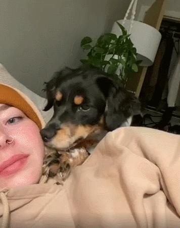 但凡给狗*载下**一个反诈APP，它都不至于被骗这么久