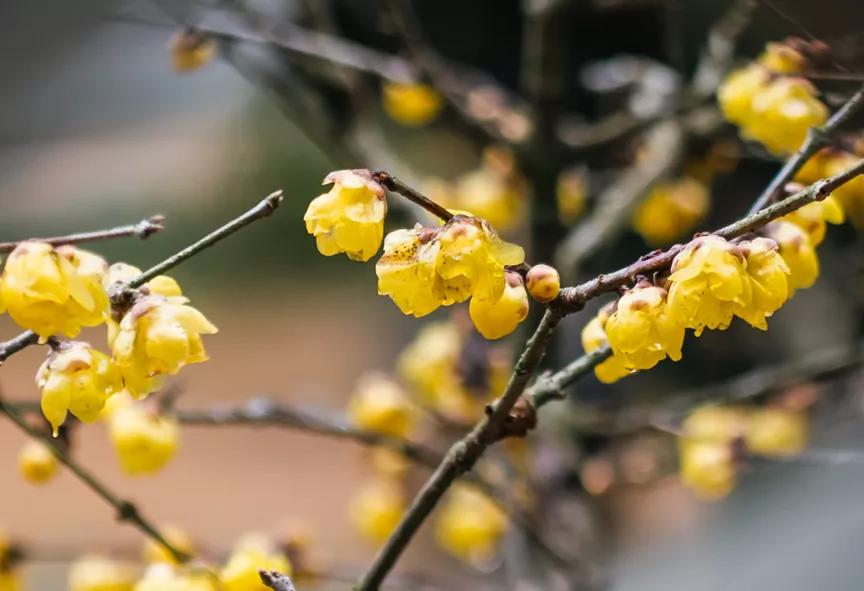 春节潮汕行腾龙28-75mmG2使用体验分享