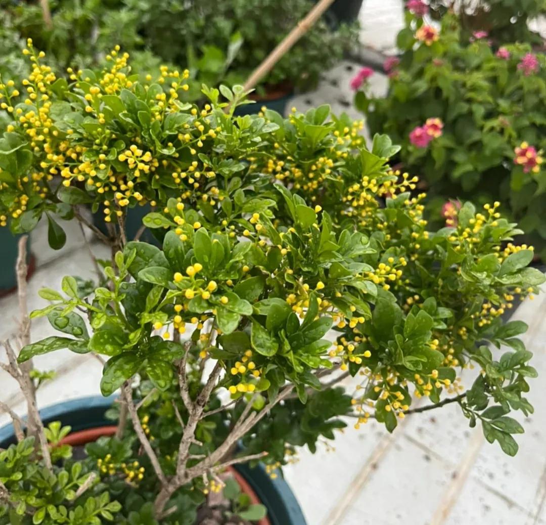 这种花“烟瘾”大,土壤中撒点烟灰,只见花朵不见叶