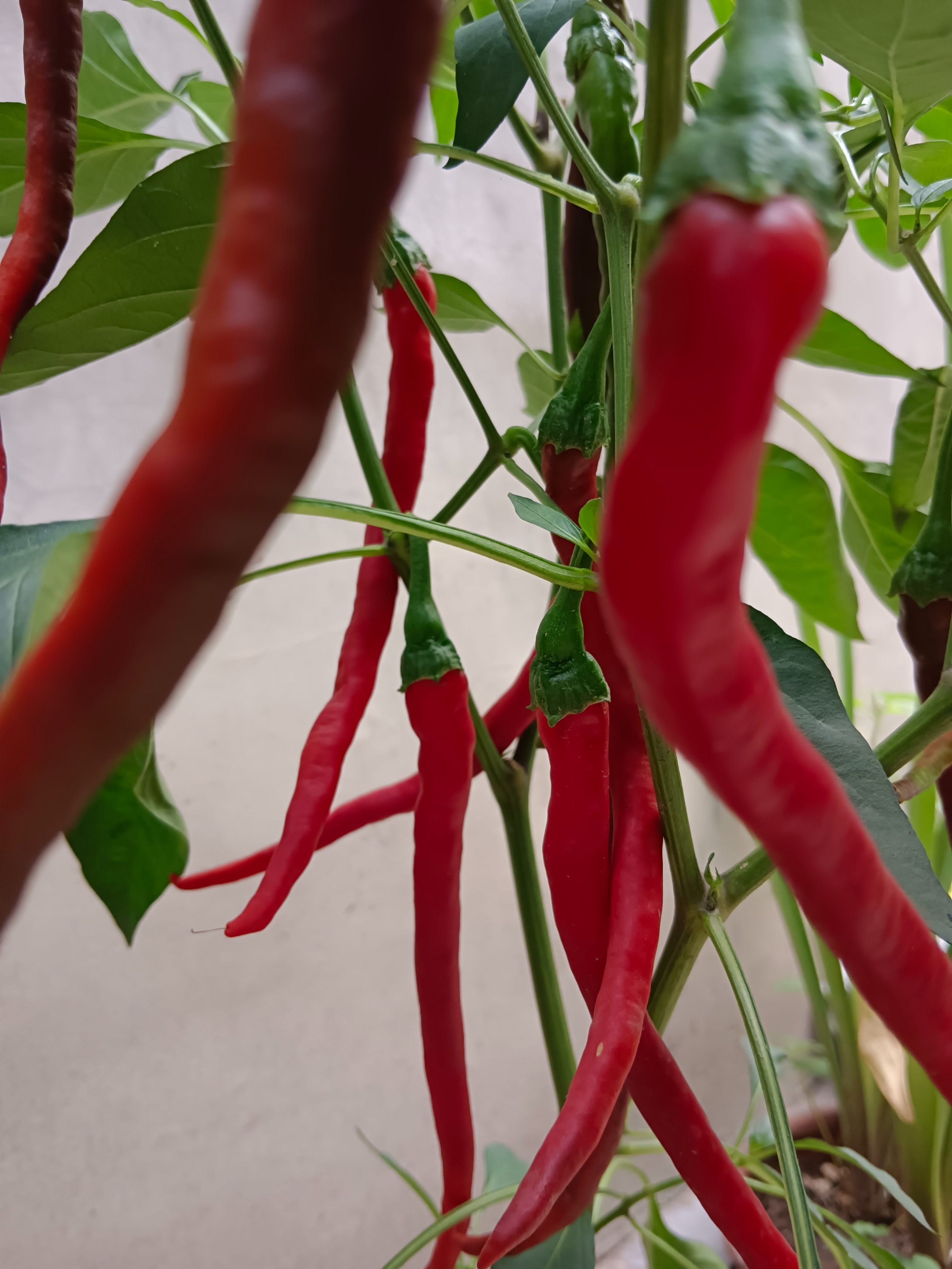 「山东老干部诗词雅阁群」特刊，主题：为张国贤老师盆栽辣椒题照