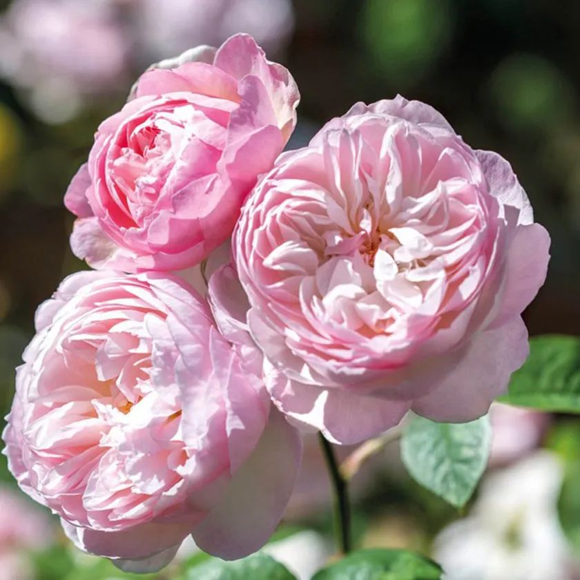 月季系列大全及图片,8张图教你分清月季的花型