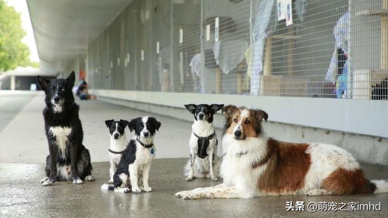 不想养狗了应该把狗狗送去哪里,当你的狗不吃狗粮怎么办