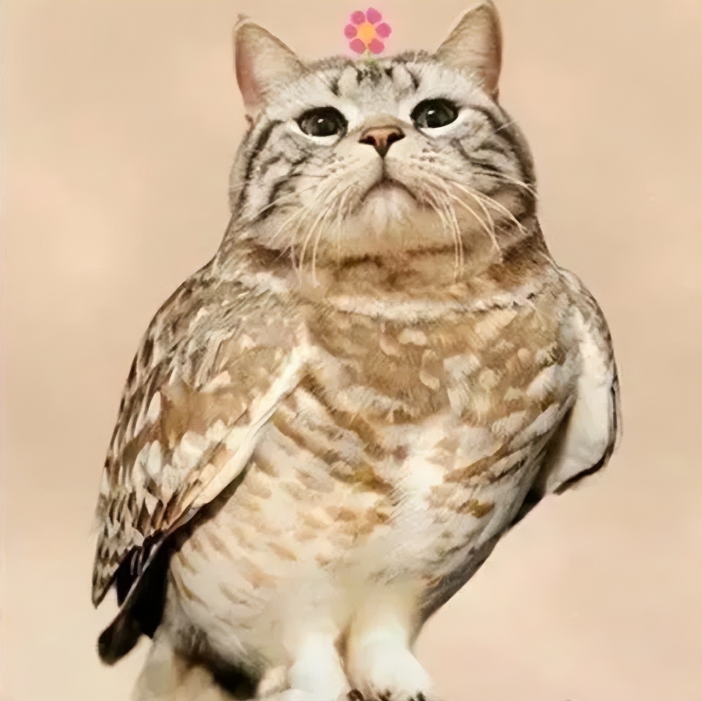 猫头鹰猫品种,像猫头鹰的猫咪是啥品种