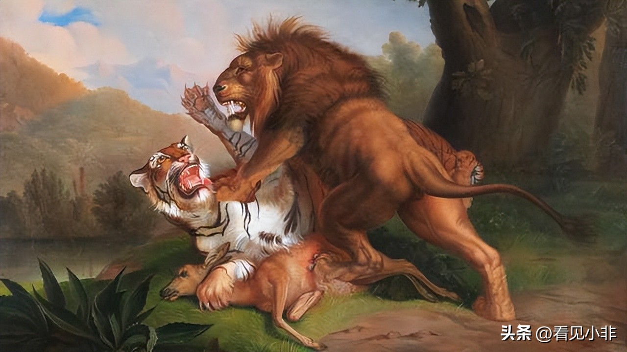 狮子和老虎到底谁厉害有图有真相,狮子和老虎到底谁厉害呢