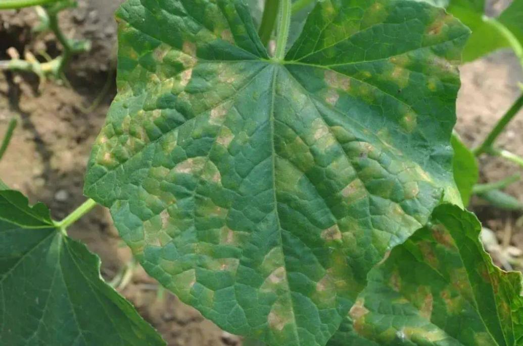 大棚高密度黄瓜和苦瓜种植技术,黄瓜和苦瓜能套种吗