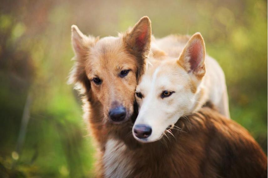 狗狗还会关心人,狗狗频繁繁育