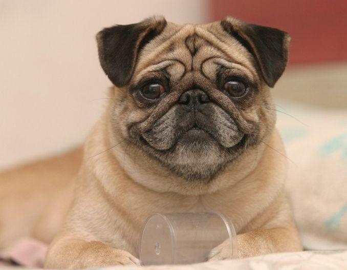 巴哥犬怎么那么蠢,巴哥犬怎么才能听话