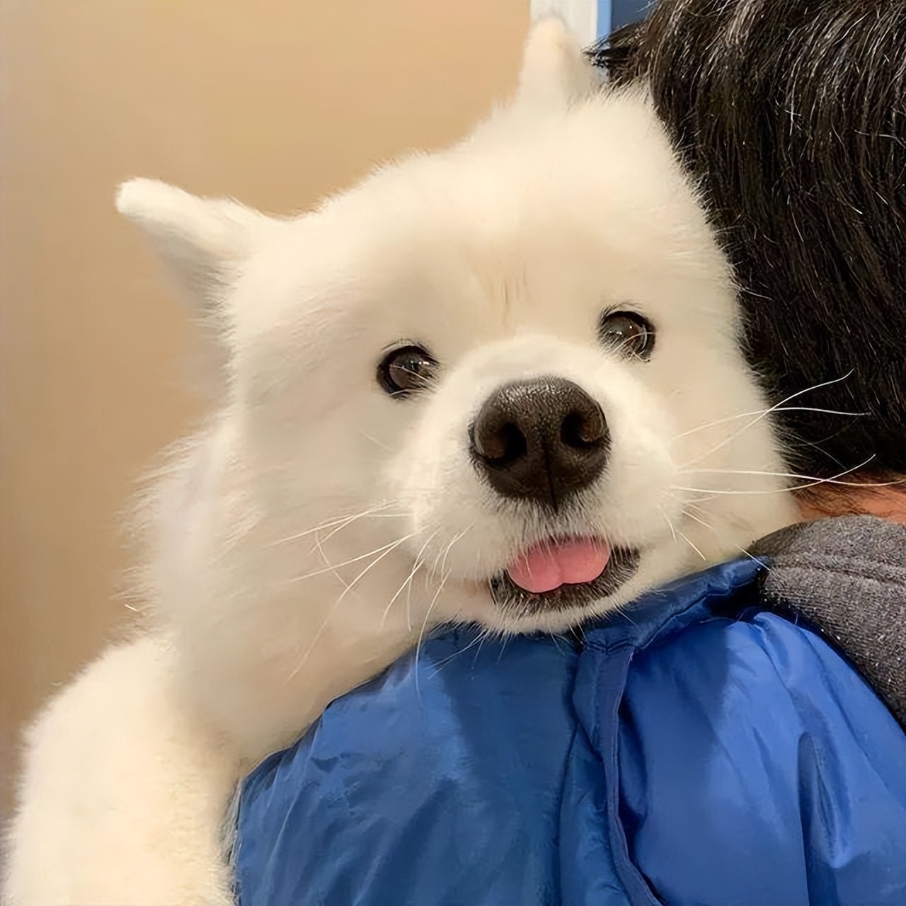 萨摩耶的优点和缺点黑色,萨摩耶的十大优点