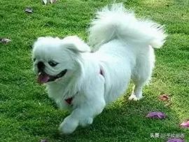 宠物狗应该怎么养详细介绍科普,宠物狗喂养及训练方法有哪些