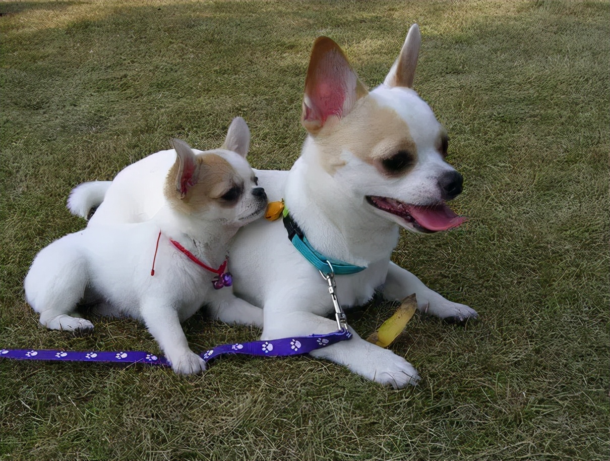 吉娃娃的狗总到底有多大,吉娃娃最小的狗种