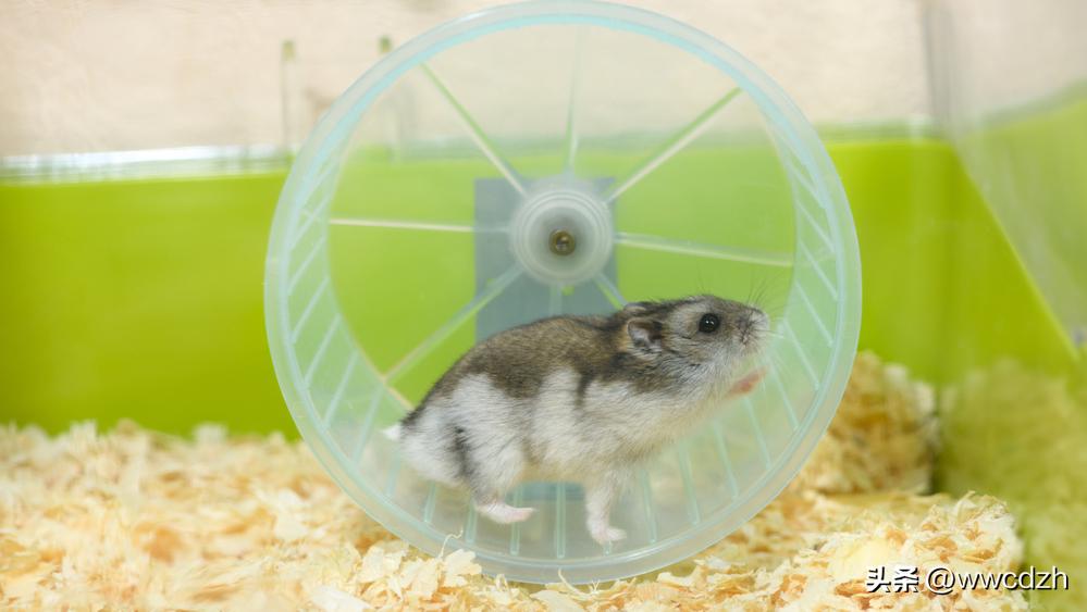 仓鼠养殖技术及注意事项,仓鼠养殖技巧和注意事项