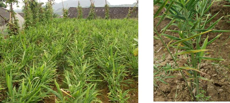 无公害生姜病虫害综合防治技术,姜腐烂病怎么治理