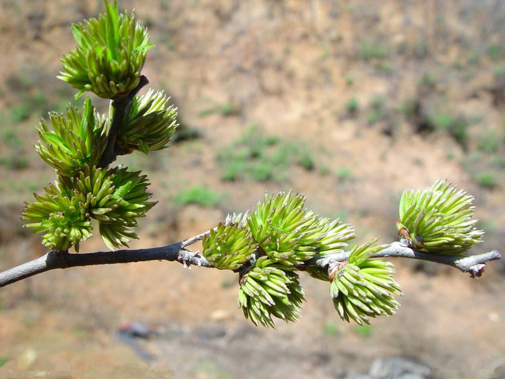 杜仲雄花有什么用?有4大价值,难怪市场价格高达600多元一斤