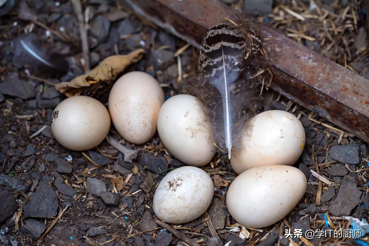 孔雀养殖一亩能赚多少钱,孔雀养殖前景和投资