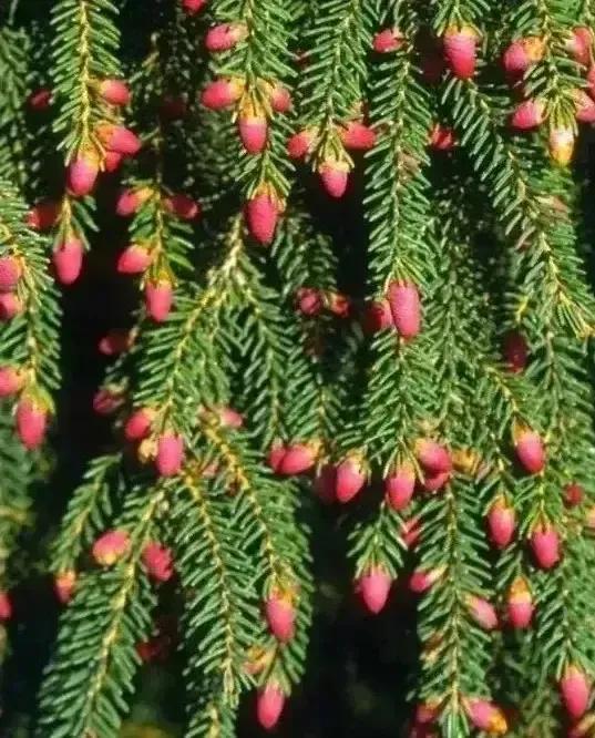 你见过松树吗,什么松树开花很漂亮