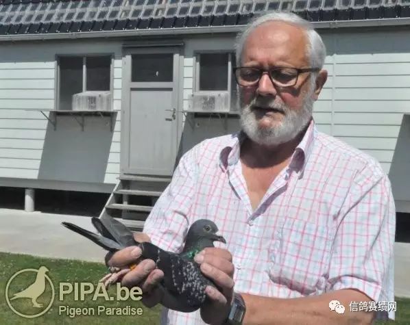 世界级养鸽名家的经验分享（一）