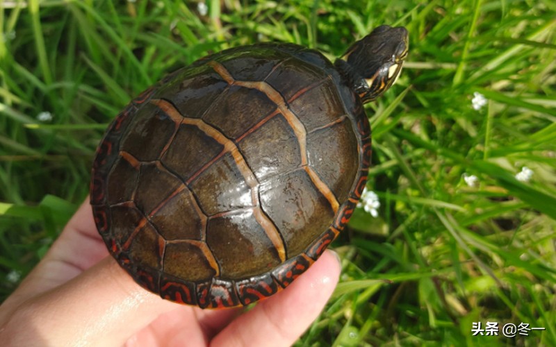 新手养龟的基本知识,入门养龟用什么龟缸