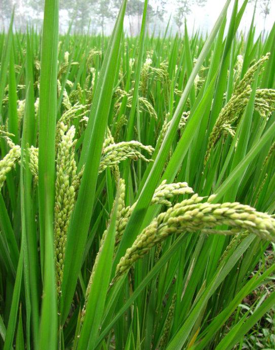 促进水稻氮素吸收利用的途径,促进水稻根系生长的措施