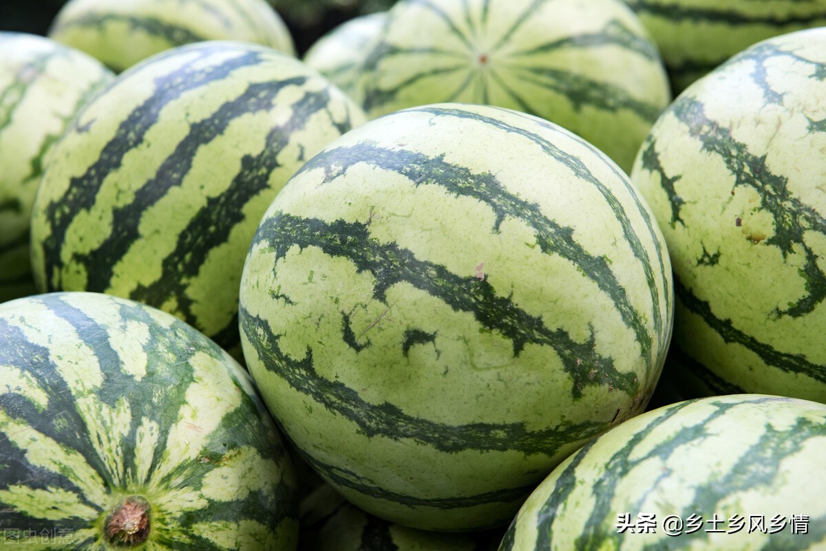 西瓜生熟鉴定口诀,西瓜怎么分辨才又脆又甜