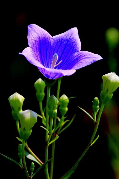 原创花卉作品·桔梗花·花中处士，不慕繁华。已然成为园林新宠。