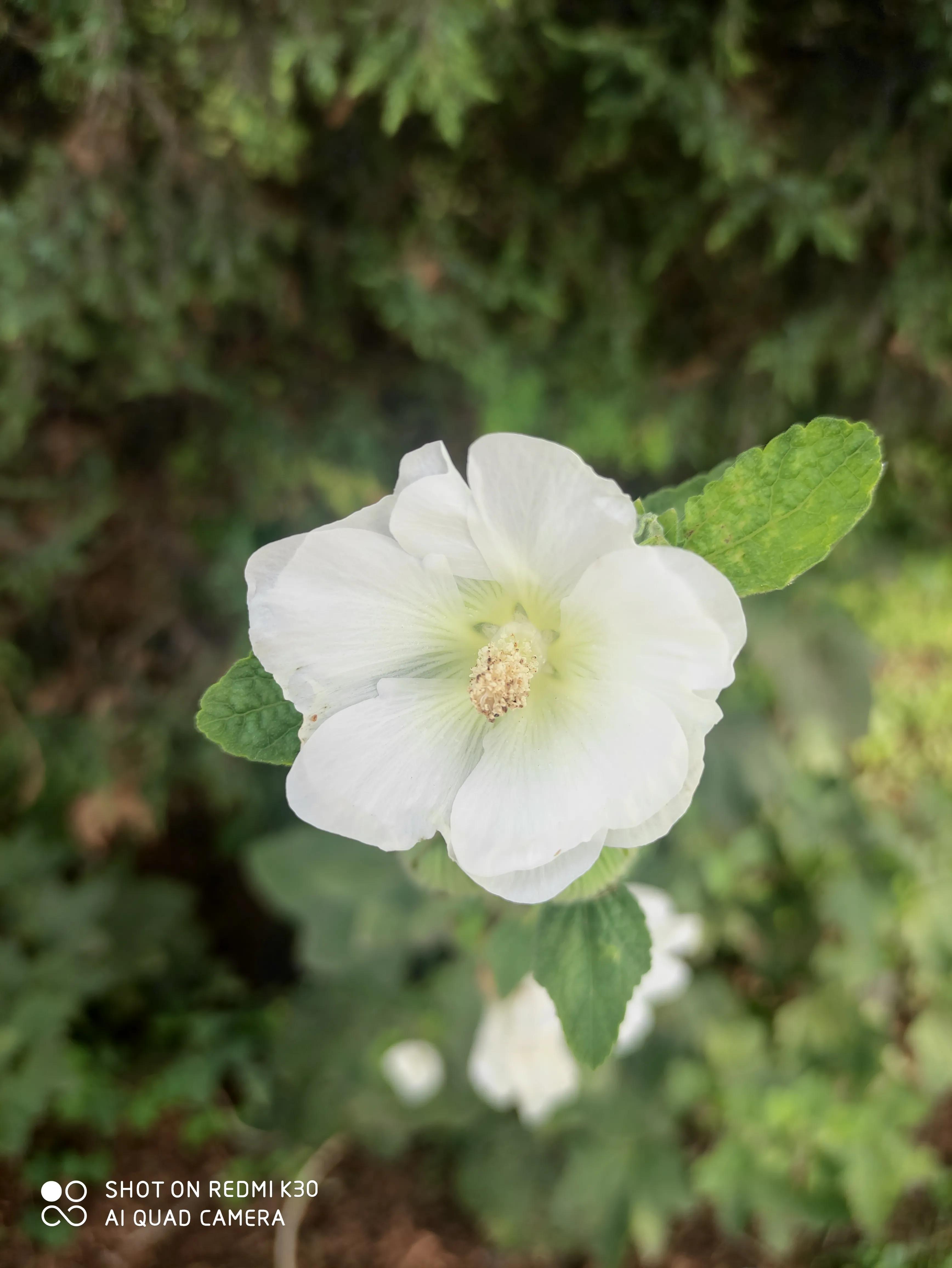 女人要自己买花,女人一定要自己赚钱给自己买礼物