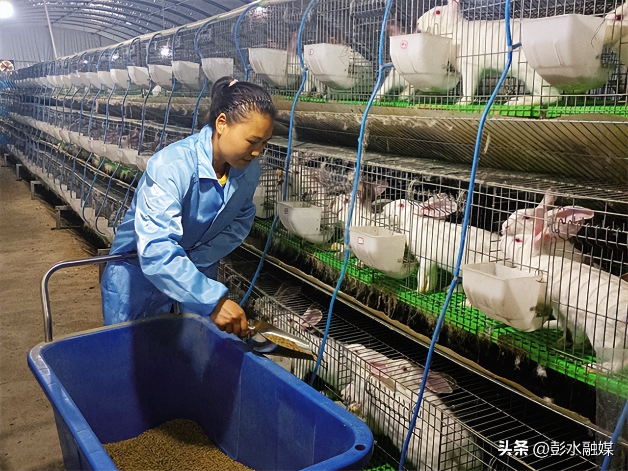 大垭乡冬瓜村:大棚养兔“蹦”出致富路