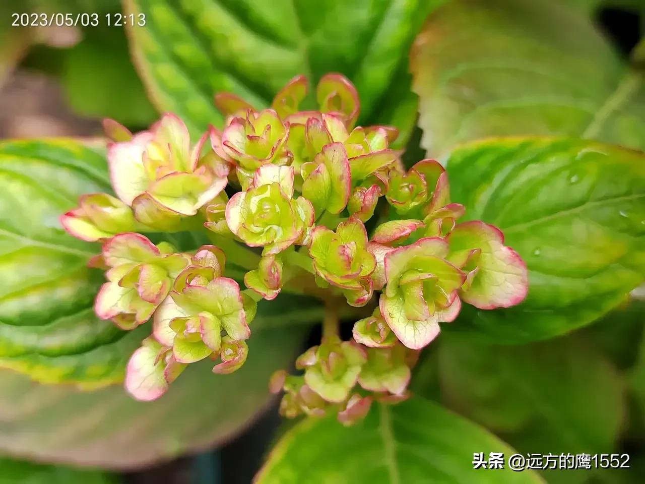 纱织小姐绣球是新老枝开花吗,绣球纱织小姐开花后的养护