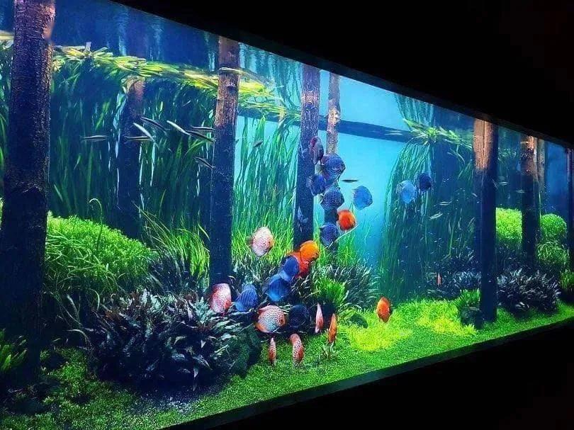 新买的鱼缸水浑死鱼,新买的鱼缸养鱼总是死鱼怎么办