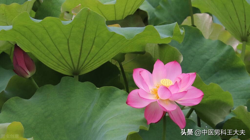 伤精耗气损阳心肾不交,从中医角度男性伤精恢复不了