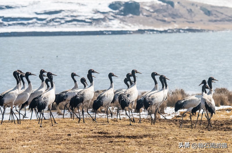 高原精灵黑颈鹤越冬之地——大山包（云、藏自驾旅行纪实之一）