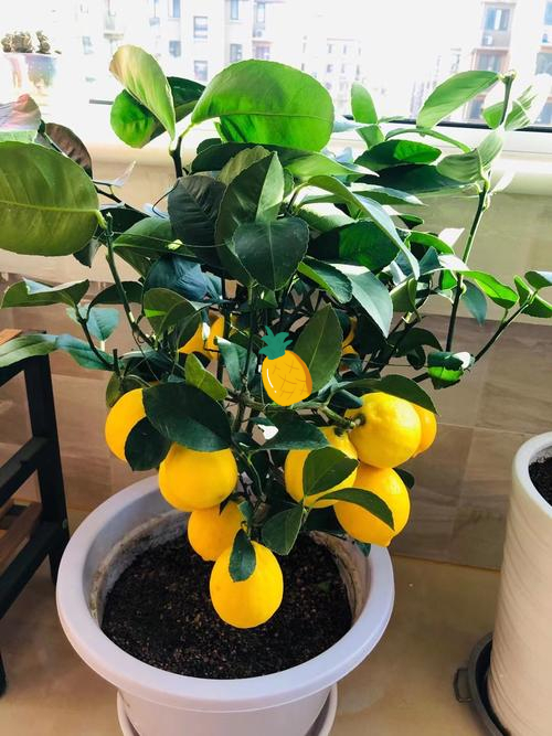 4种花适合新手养漂亮好养,20种坑人的花