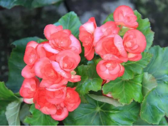 百花种类大全,百花的种类有哪些