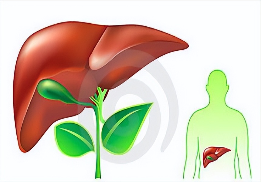 肝的作用和功能是什么,肝美健功效与作用