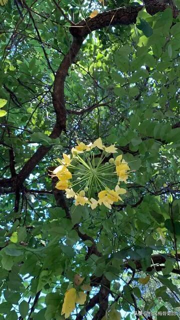 世界上最美的花朵前十,世界公认的最美花朵排名