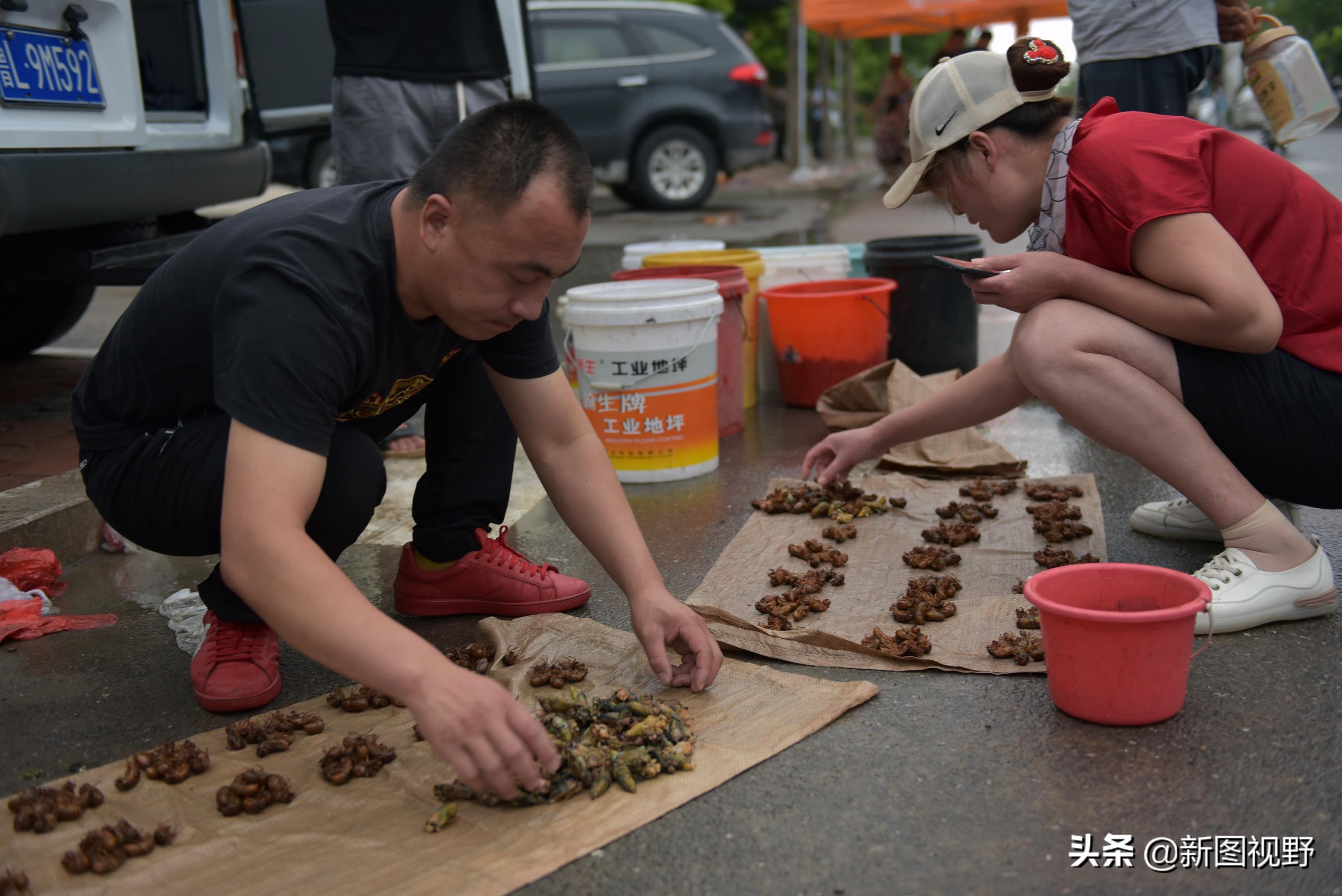 35岁青年网售金蝉爆单，有人一次买2000只，发快递忙得没时间吃饭