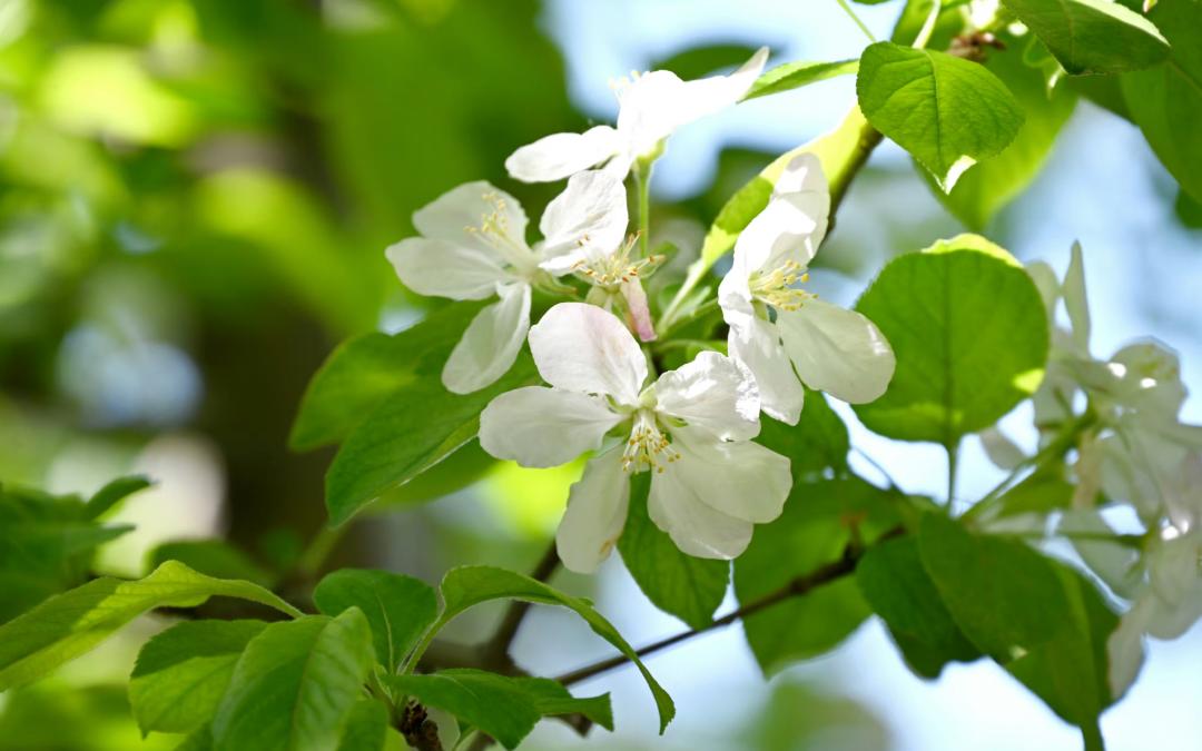 小众公园北京,北京欧式小众公园