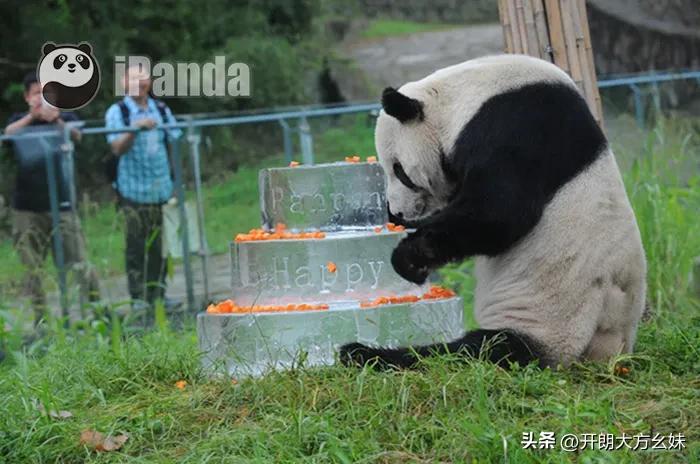 大熊猫盼盼有几个孩子,功勋大熊猫盼盼