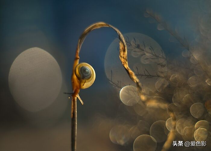 光影斑驳中，长笑蜗牛戴屋行