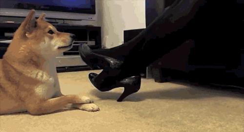 狗狗对你侧躺表示什么,狗狗向你伸懒腰表示什么