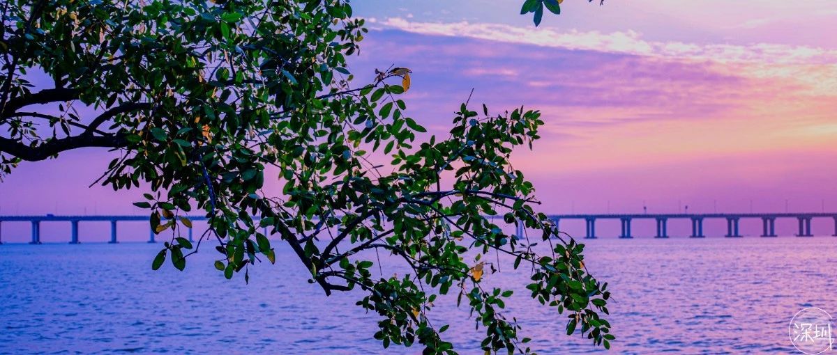 深圳红树林观鸟,深圳福田红树林公园观鸟攻略