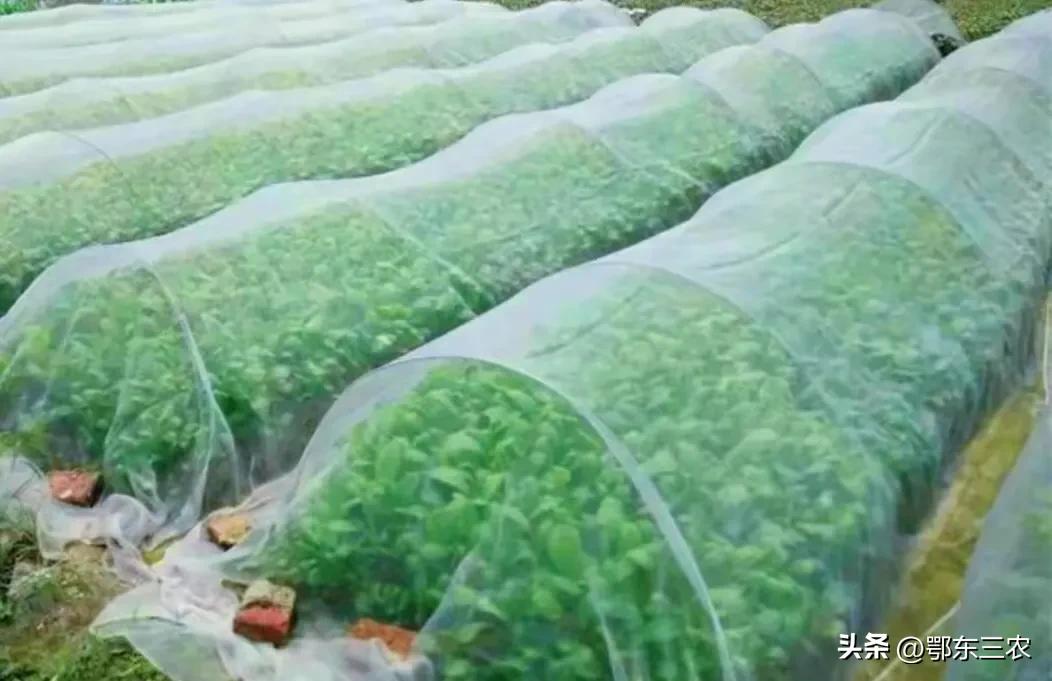 白菜萝卜苗生虫用什么方法治,如何不用农药防治大白菜萝卜虫害