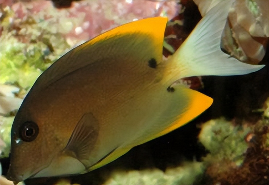 海缸入门,海缸入门背滤